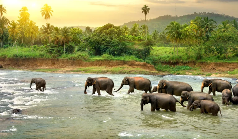 Munnar Thekkady Periyar Alleppey